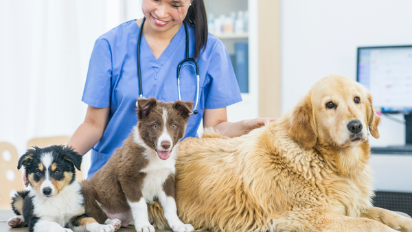 Haustierversicherung und Tierarztkosten