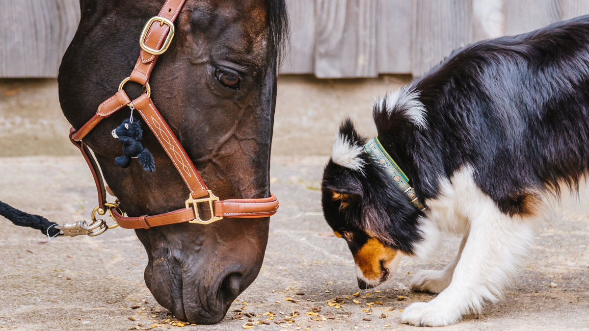 Tiergesundheit im Sommer: Hitzeschutz für Hund, Katze & Pferd | Futterergänzung für Pferde