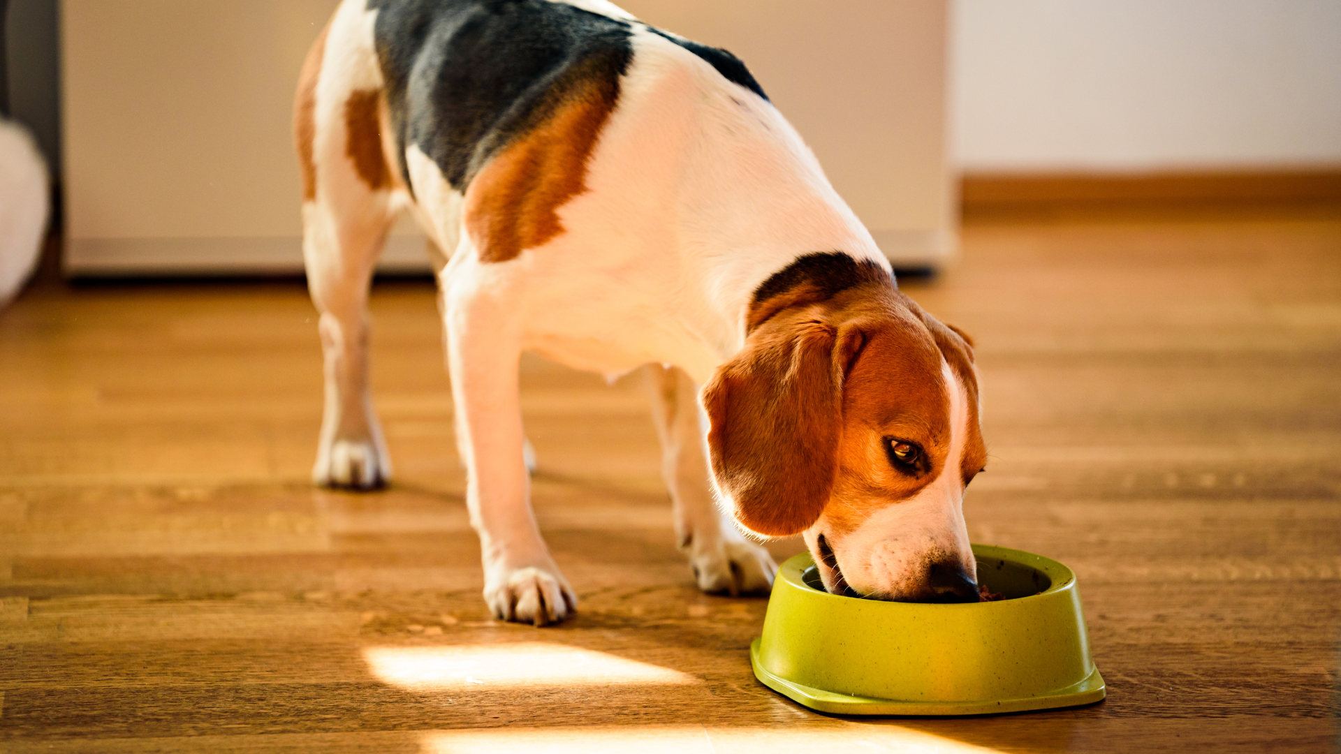 hundefutter fr groe hunde Wildfang Lachs & Forelle  getreidefreies Hundefutter fr groe Hunde   Wildfang.pet