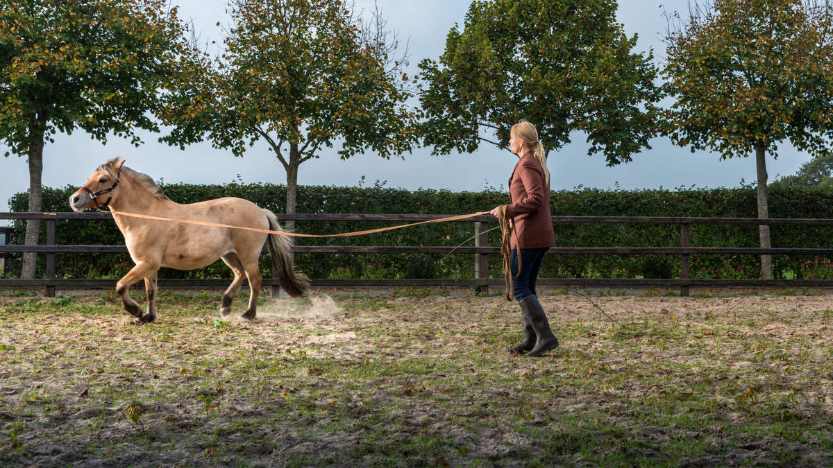 Pferd Einreiten: Stufenweise zu einem sicheren Reitpferd – Ratgeber für Pferde-Halter