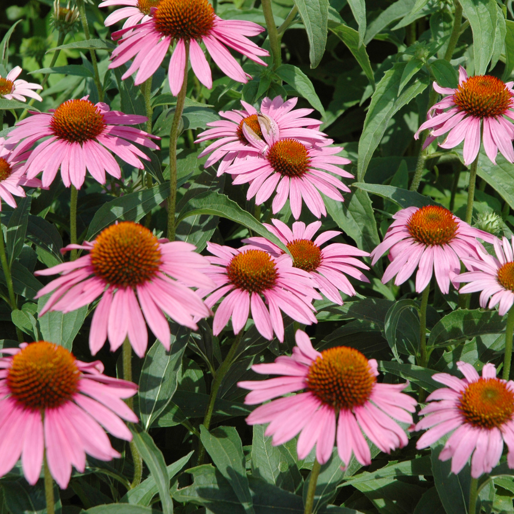 Starhorse Echinacea Für Pferde – Roter Sonnenhut Zur Unterstützung Des Immunsystems, 750 G Eimer | Für Training, Senioren & Allgemeine Stärkung
