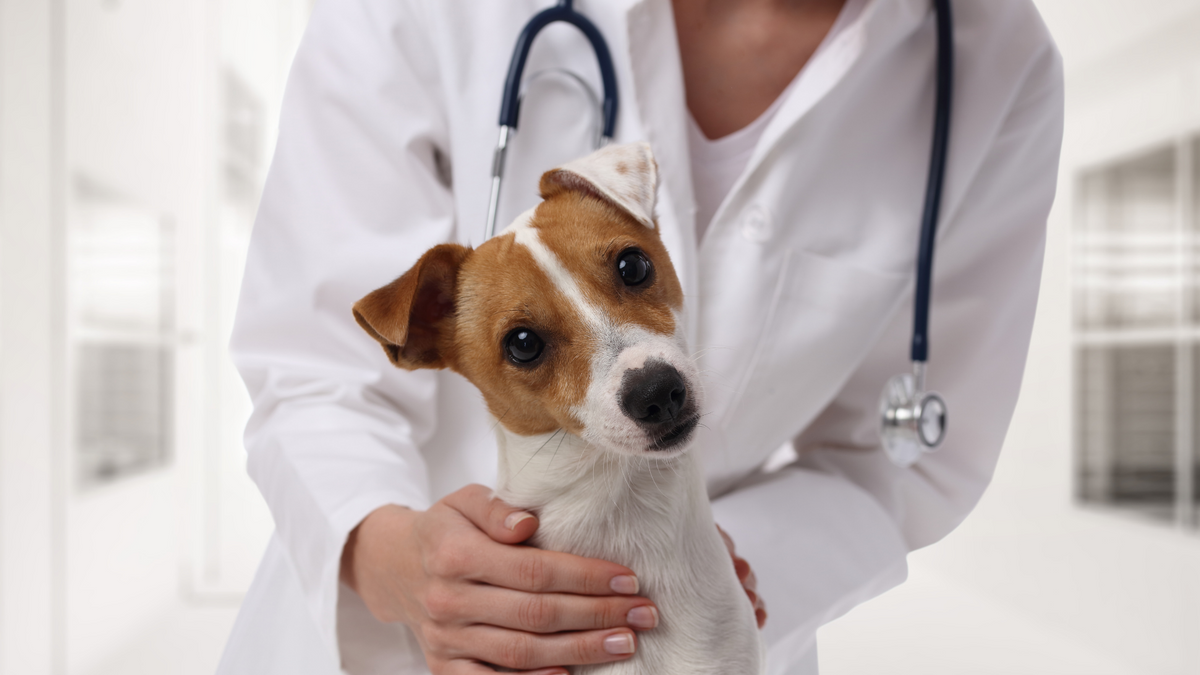 Impfungen beim Hund: Was, wann und wie oft impfen? | Futtertopping für Hunde