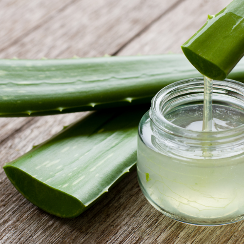 Aloe Vera fr Hunde: Natrliche Untersttzung