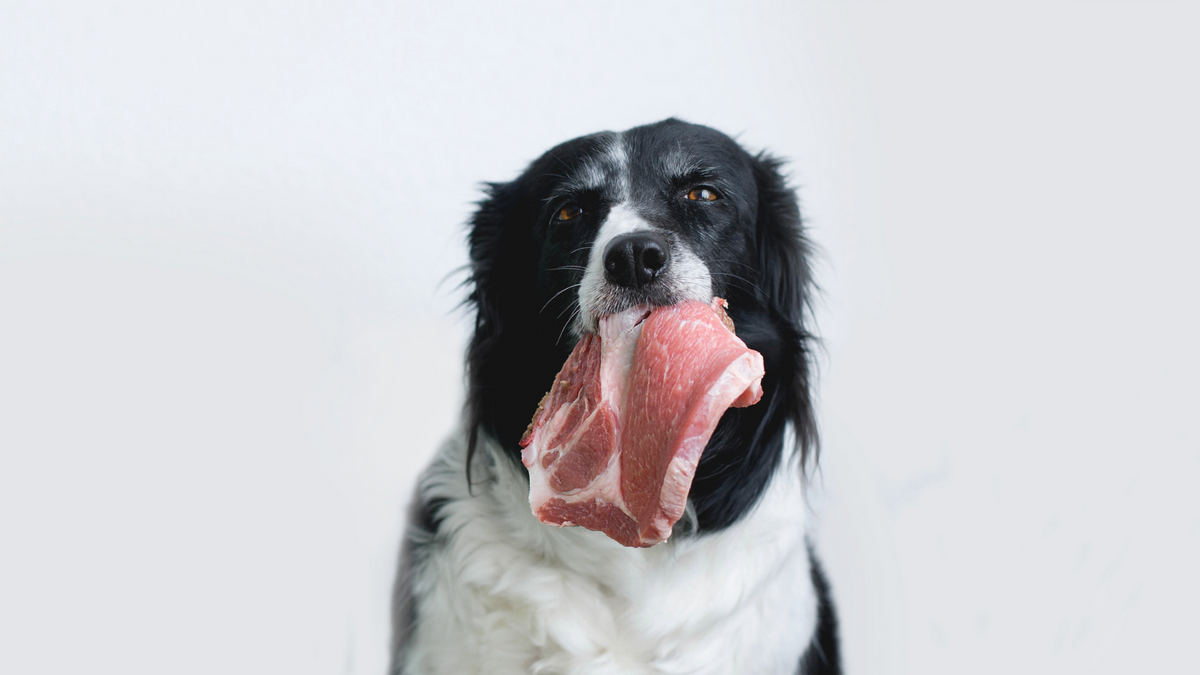 BARFEN für Anfänger: Welche Zusätze brauchen Hunde? | Futtertopping für Hunde
