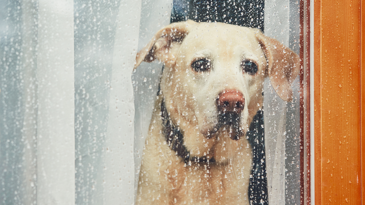 Hilfe! Mein Hund kann nicht alleine bleiben – Ratgeber für Hunde-Halter