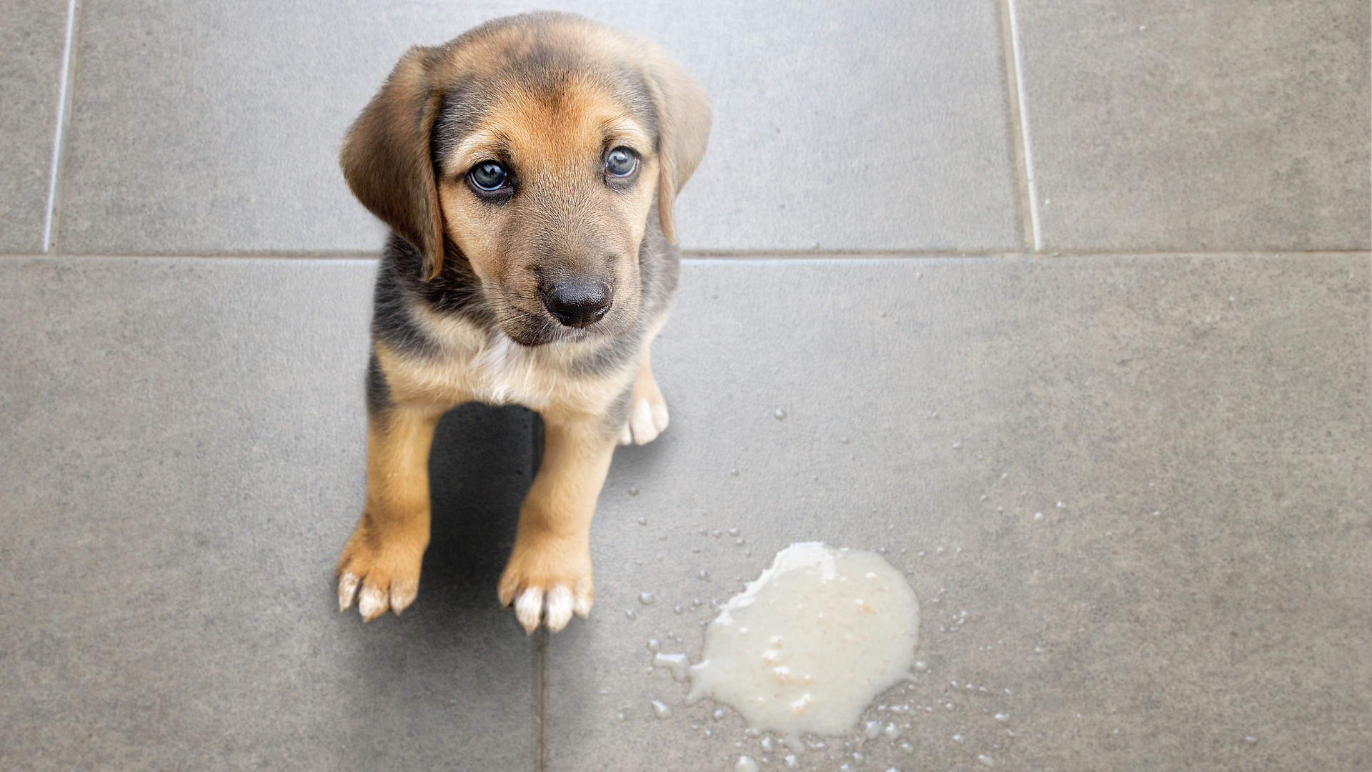 why is my dog throwing up yellow liquid and white foam