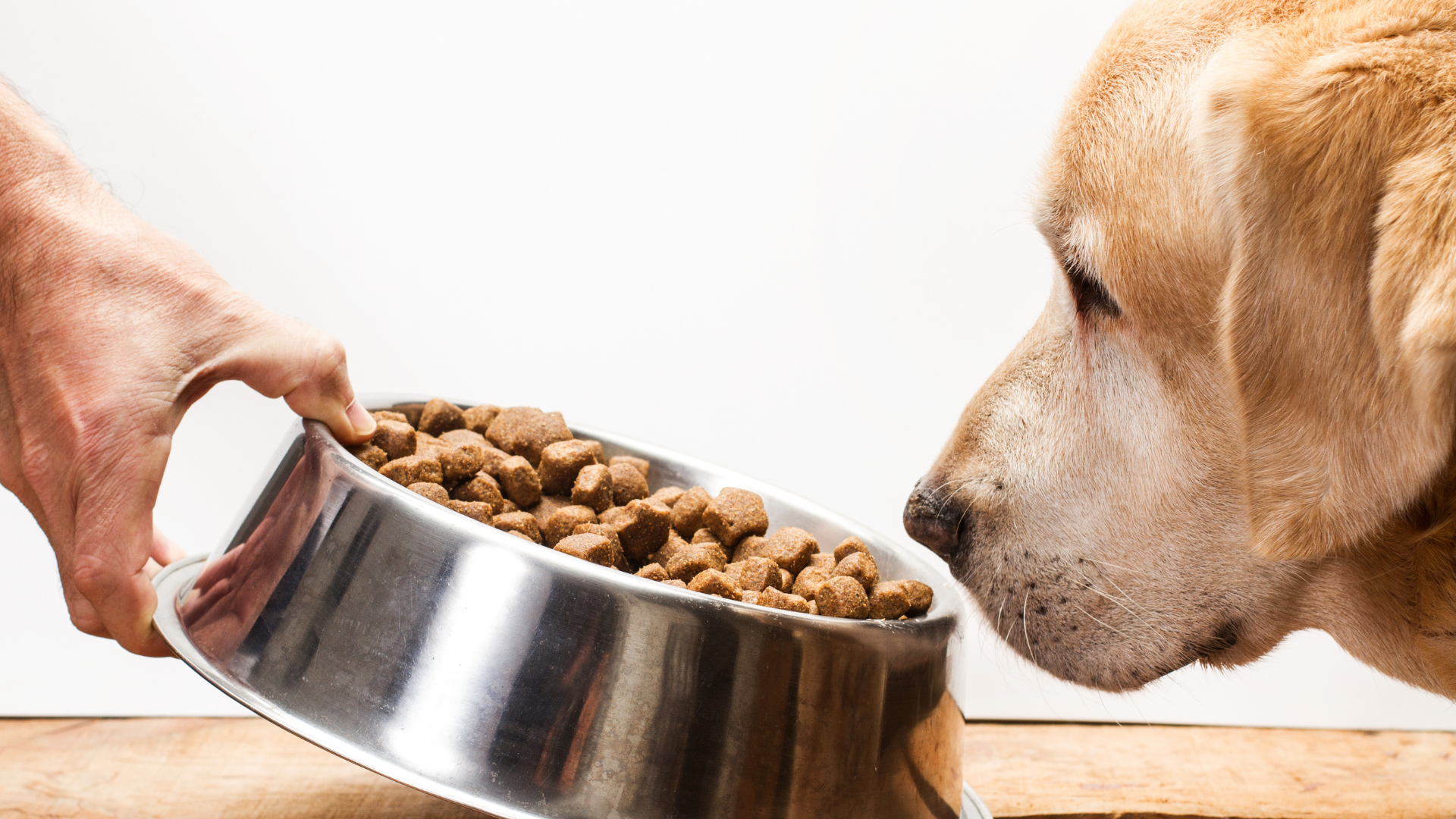 Mein Hund frisst nicht - So regst Du den Appetit wieder an
