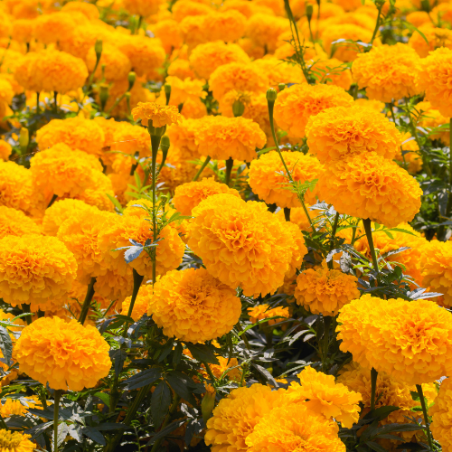 Ringelblume für Dein Pferd: Natürliche Unterstützung für Magen, Haut und mehr