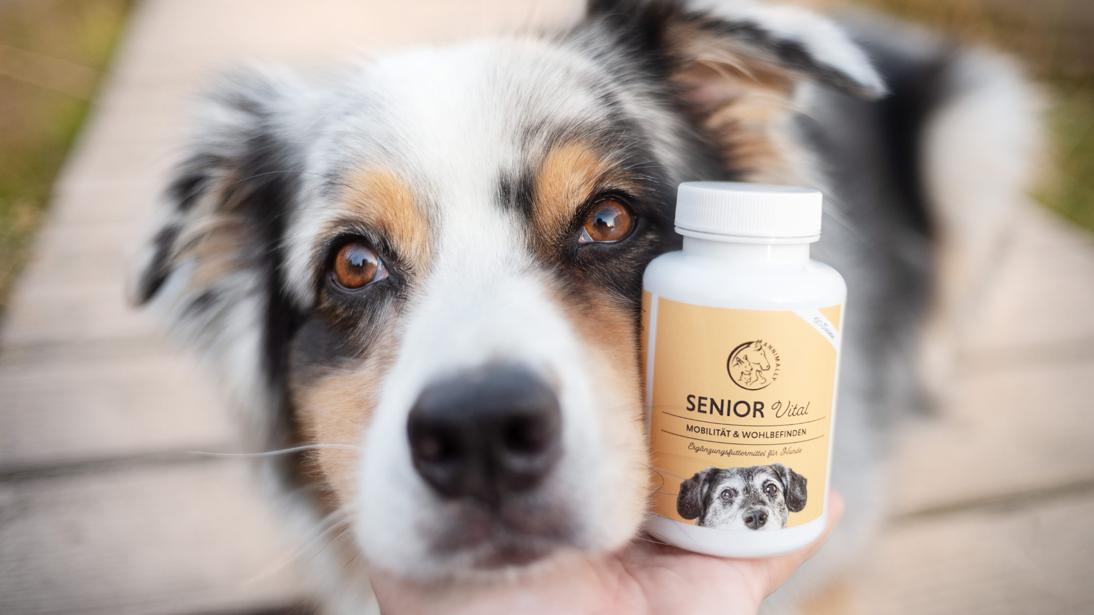 Futterzusätze für alte Hunde