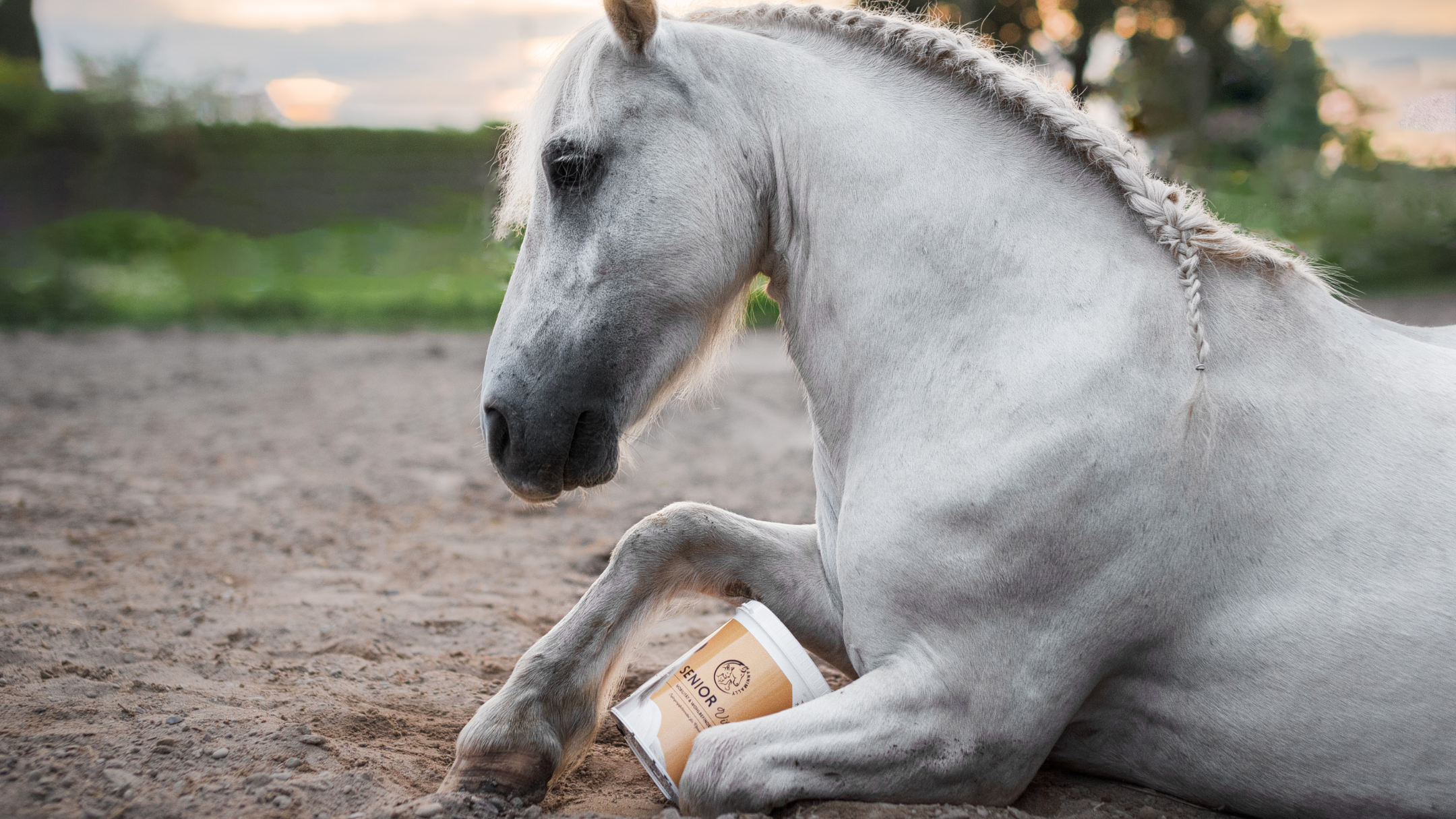 Futterzusätze für ältere Pferde