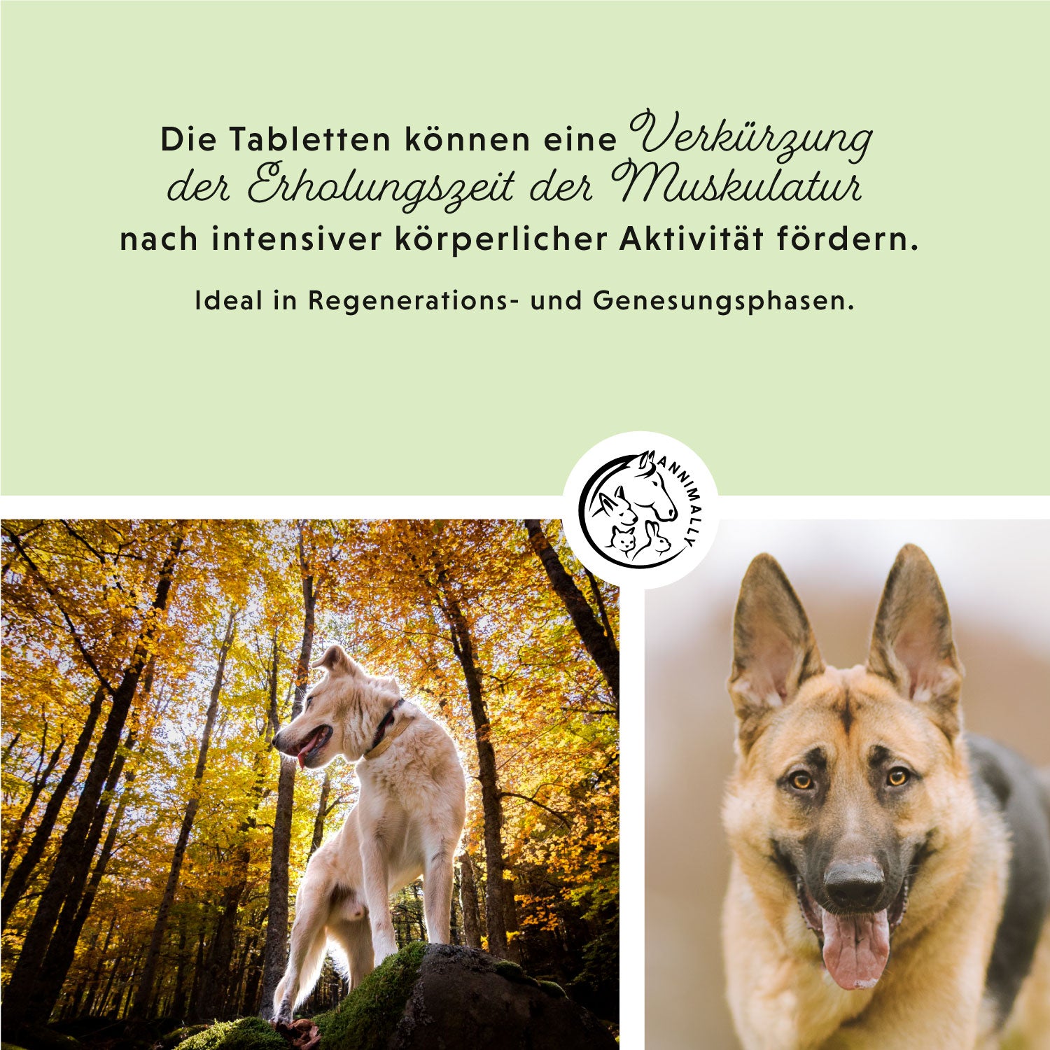 Muskelpower Tabletten
