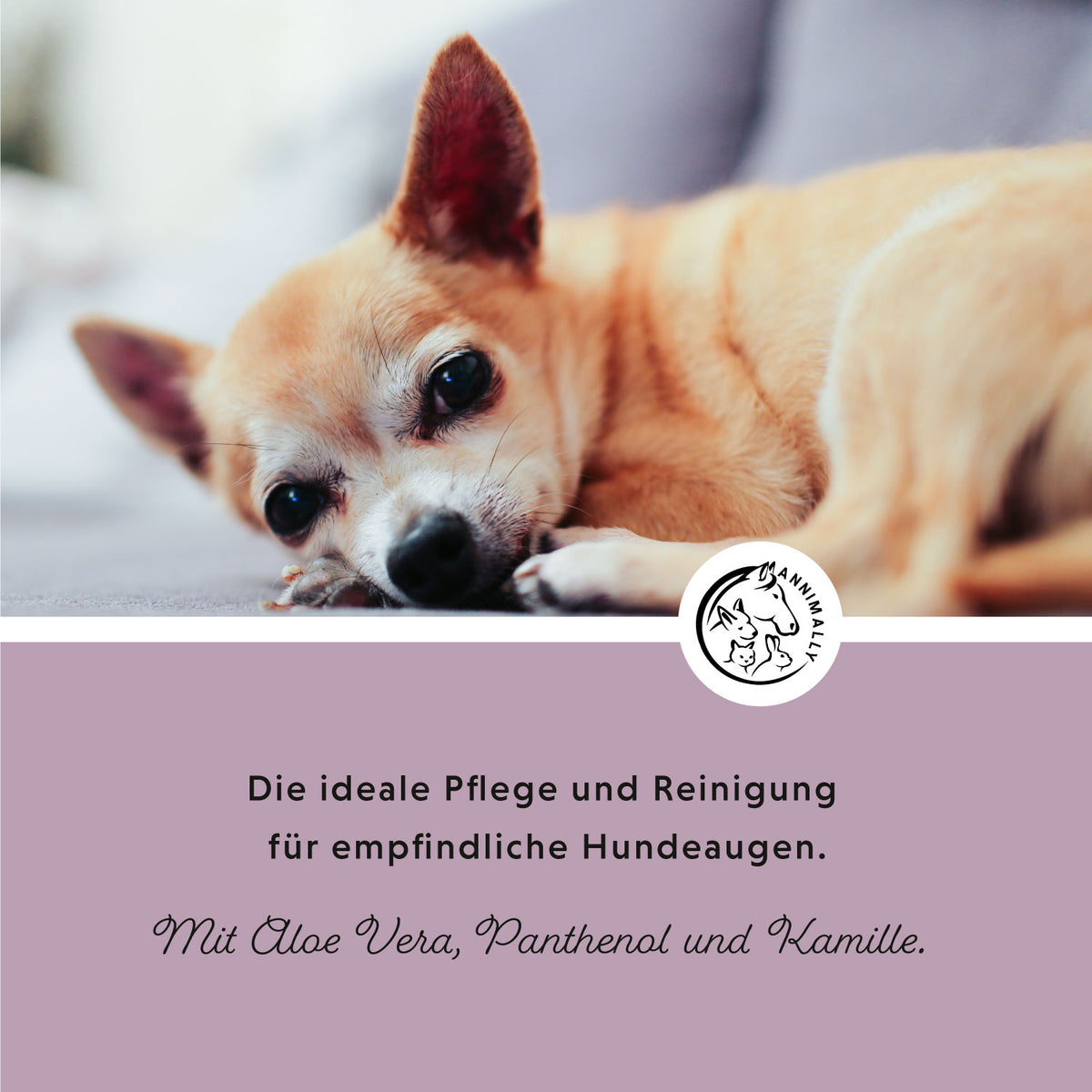 Augenpads – Tierpflege für Hunde