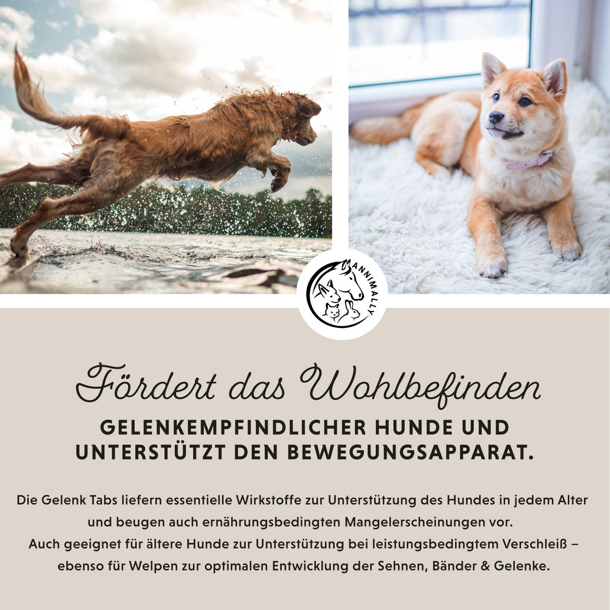 Bestseller-Box mit den beliebtesten Produkten – Set mit Futterzusätzen für Hunde & Katzen