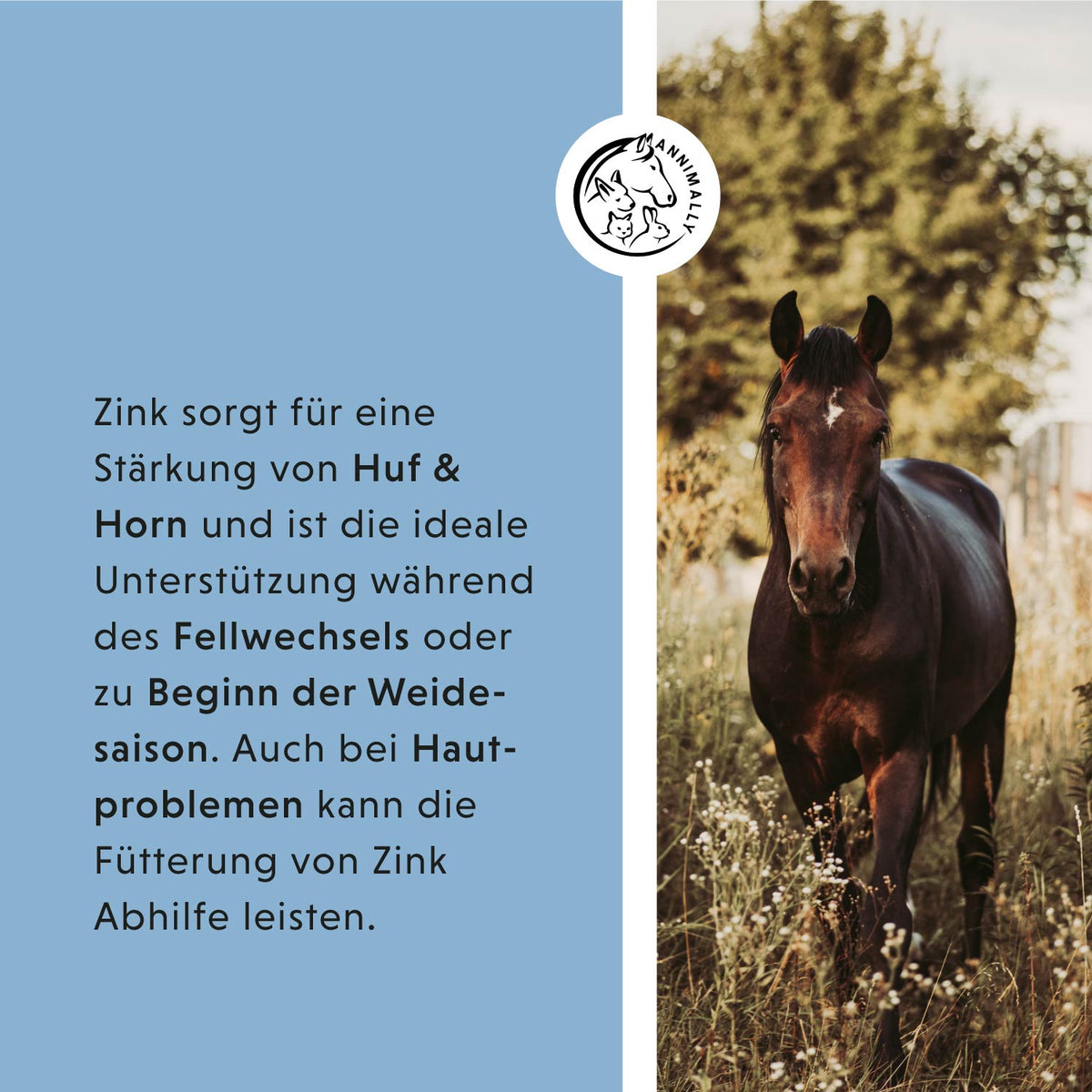 Fellwechsel-Box – Set mit Futterzusätzen für Pferde