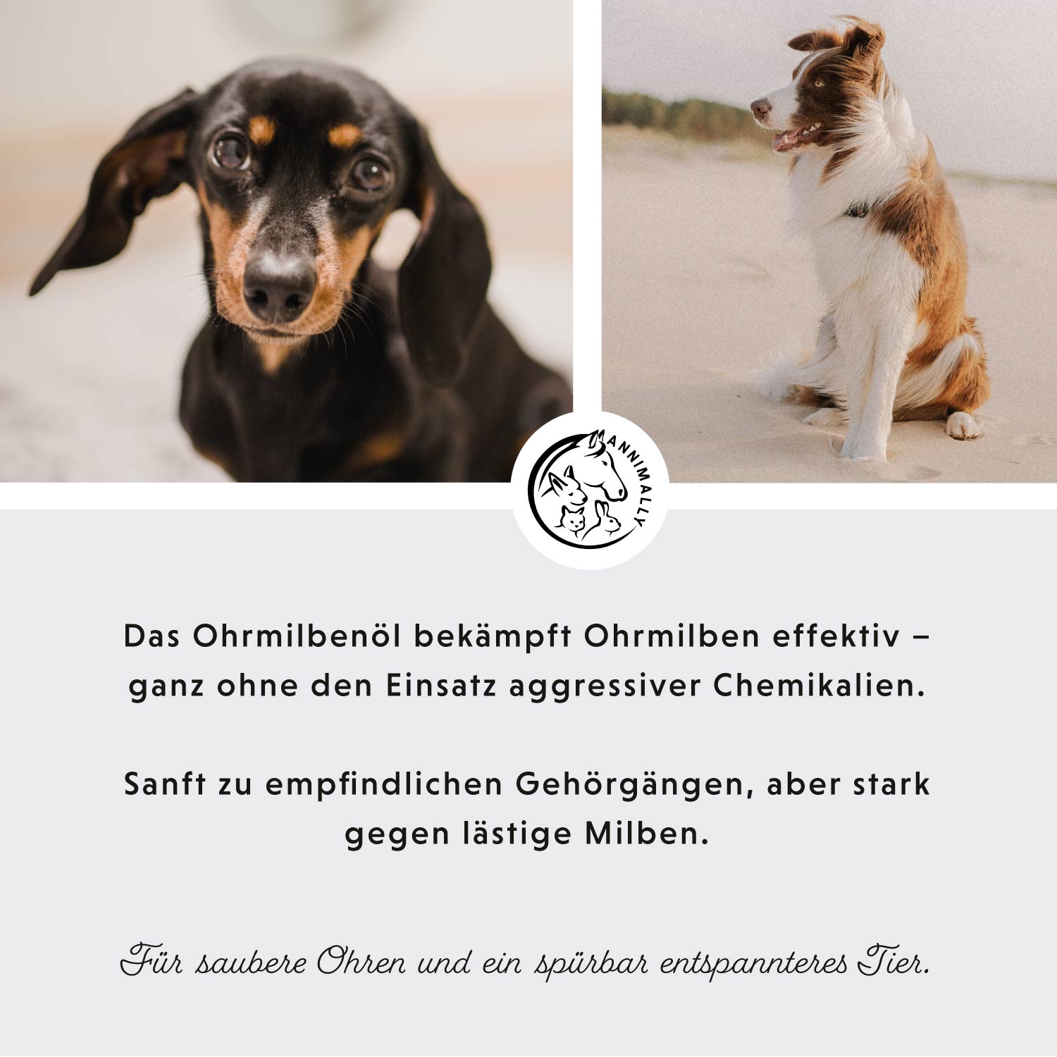 Ohrmilbenöl Akut