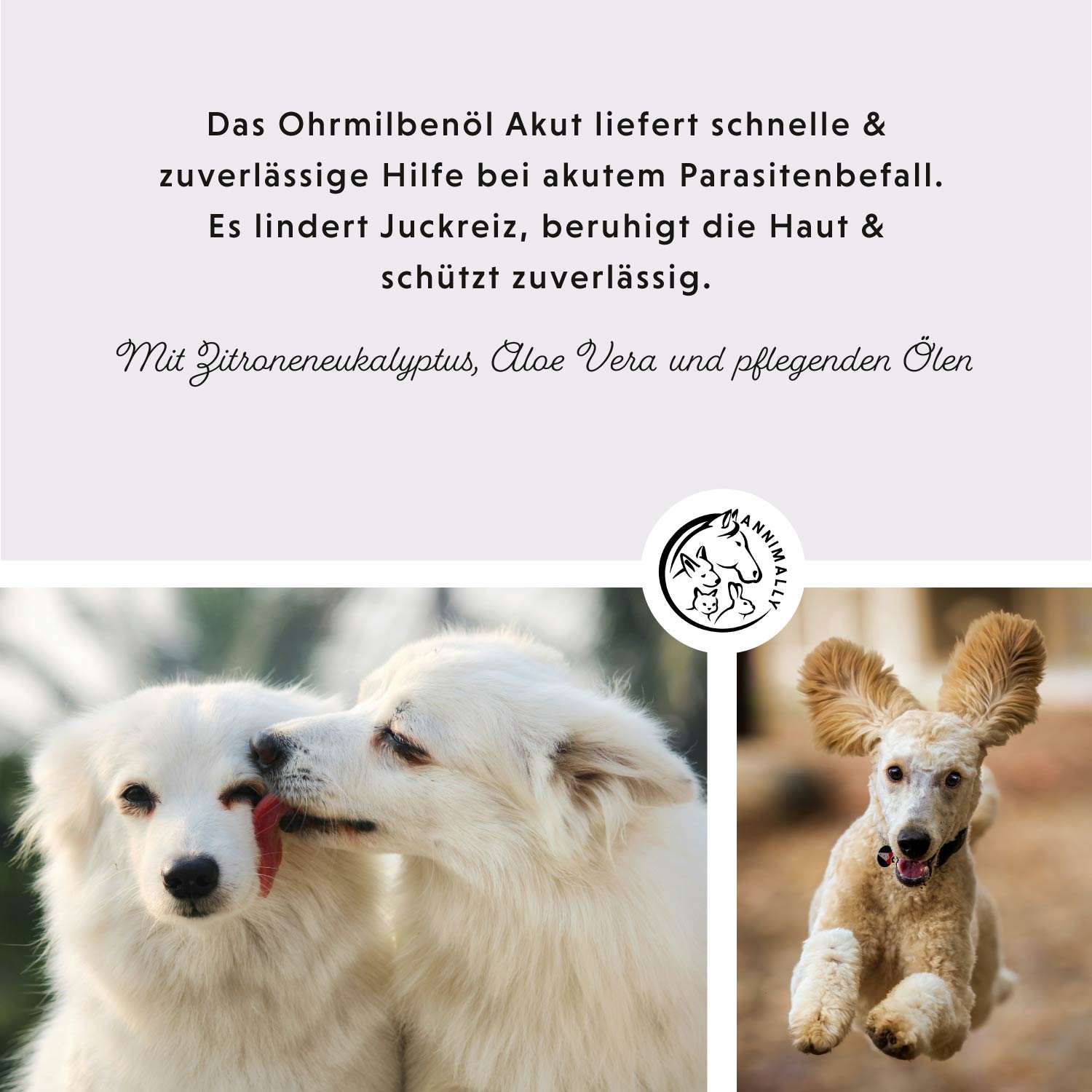 Ohrmilbenöl Akut