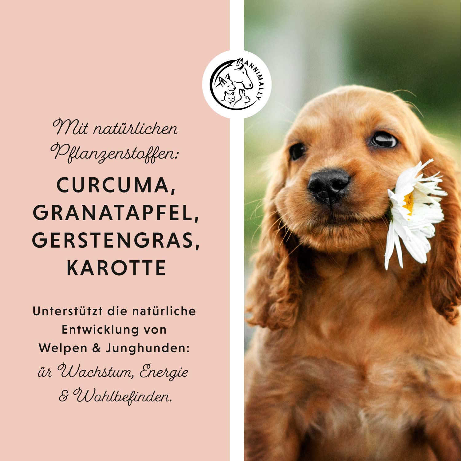 Dog‘s Daily Junior