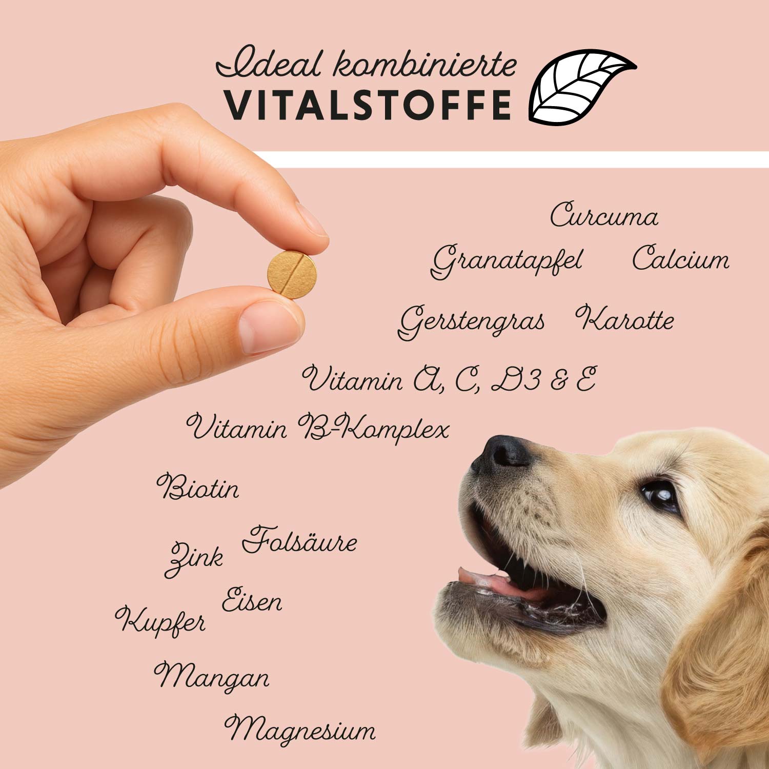 Dog‘s Daily Junior