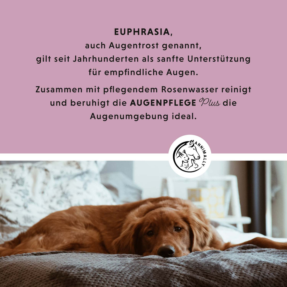Tierpflege für Hunde: Augenpflege Plus mit Euphrasia & Rosenwasser