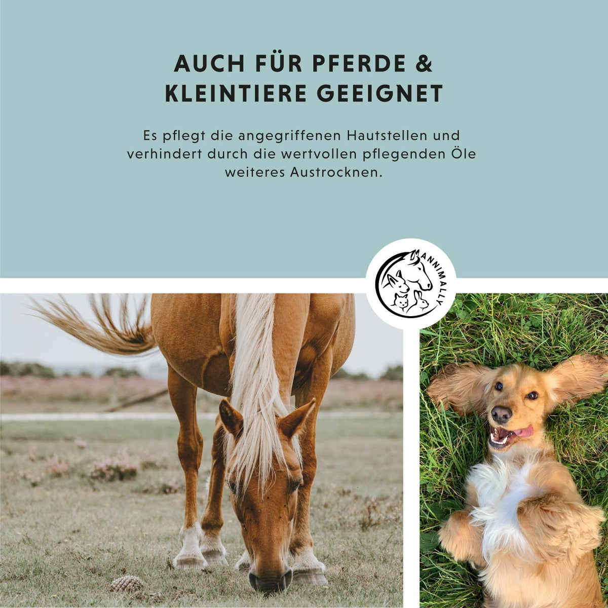 Wellness-Box für Augen, Ohren & Fell – Set mit Pflegeprodukten für Hunde, Katzen & Pferde – Ansicht 2
