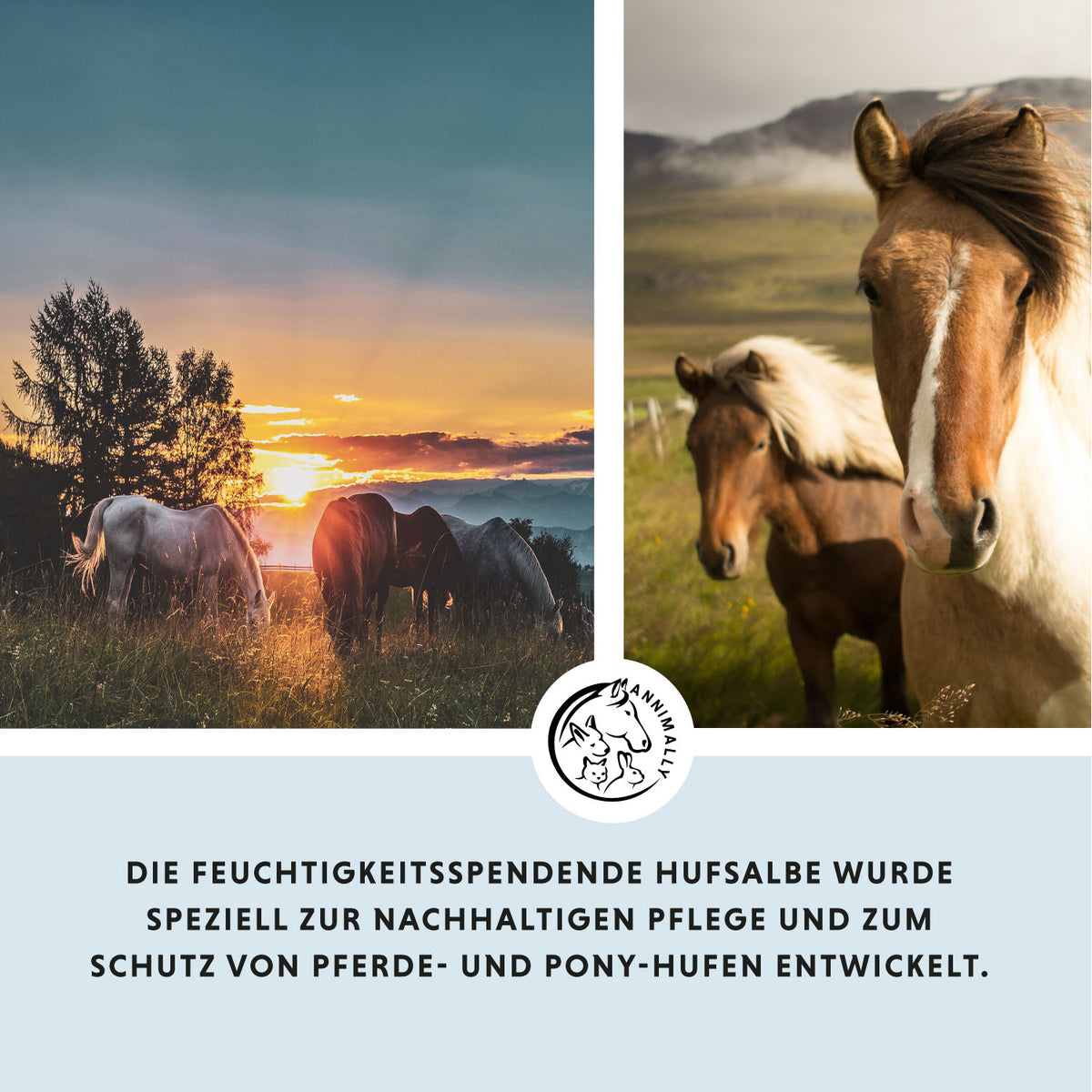 Hufsalbe Exklusiv mit Lorbeeröl für gesunde Hufe – Tierpflege für Pferde