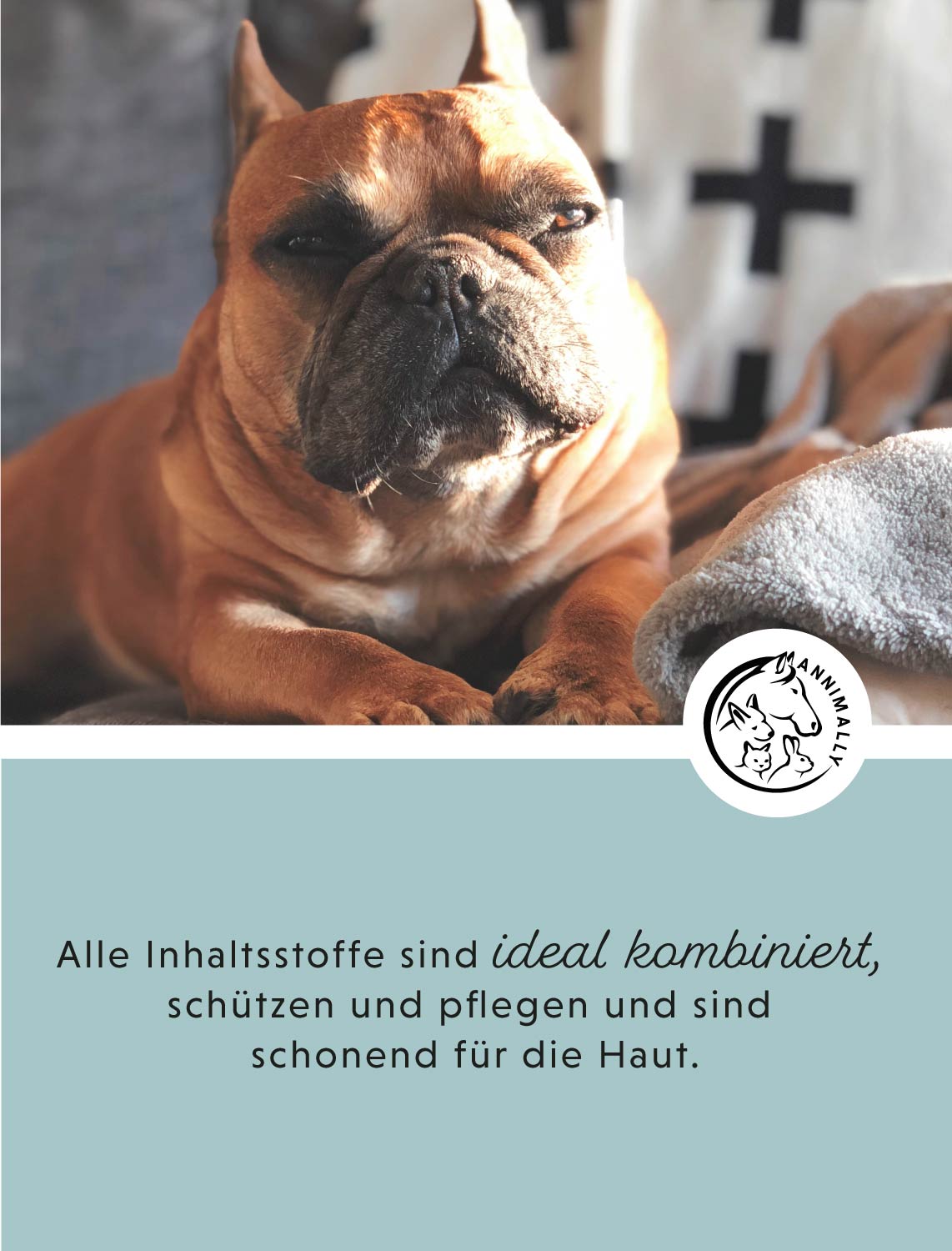 Pflegebox für Hunde, Katzen & Pferde: Care-Box für Ohren, Augen & Fell – Ansicht 2