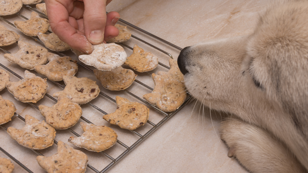 5 einfache Rezepte für Weihnachtskekse für Hunde