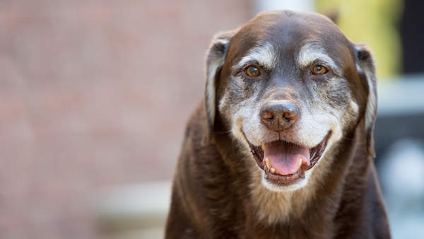 Senioren-Hunde: Ernährung & Bewegung im Alter – So bleibt Dein Vierbeiner fit und gesund