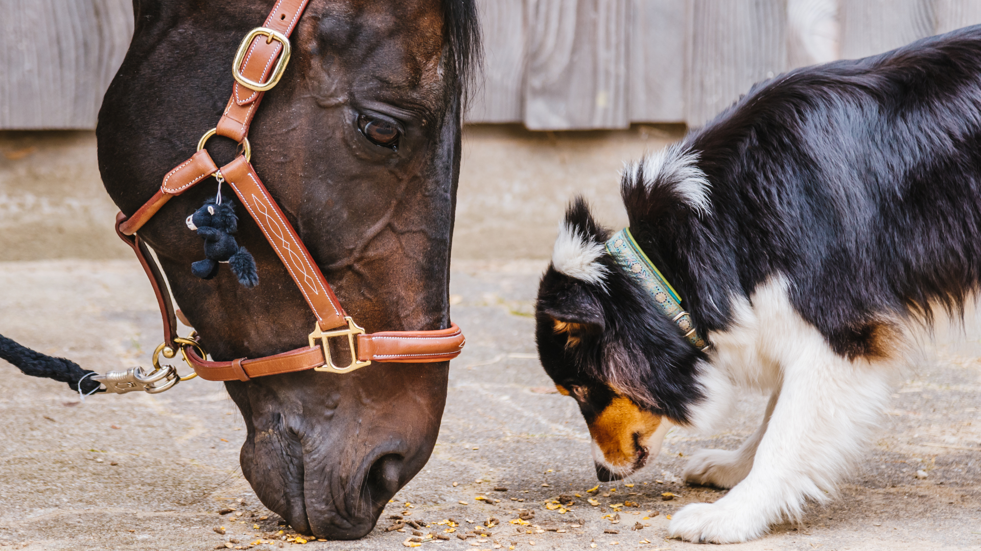 Tiergesundheit im Sommer: Hitzeschutz für Hund, Katze & Pferd