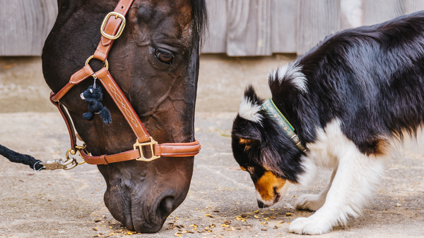Tiergesundheit im Sommer: Hitzeschutz für Hund, Katze & Pferd