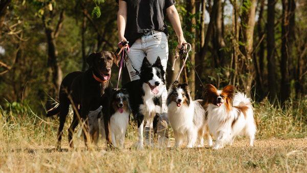 Leaky Gut Syndrom beim Hund: Was ist das und wie erkenne ich es?