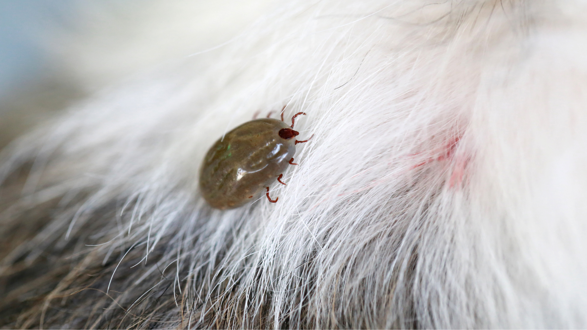 Ektoparasiten bei Hunden und Katzen – der große Ratgeber