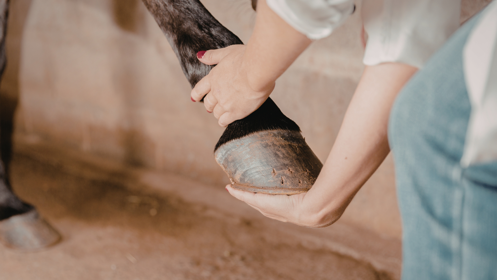 Maul- und Klauenseuche beim Pferd – was Du jetzt wissen solltest