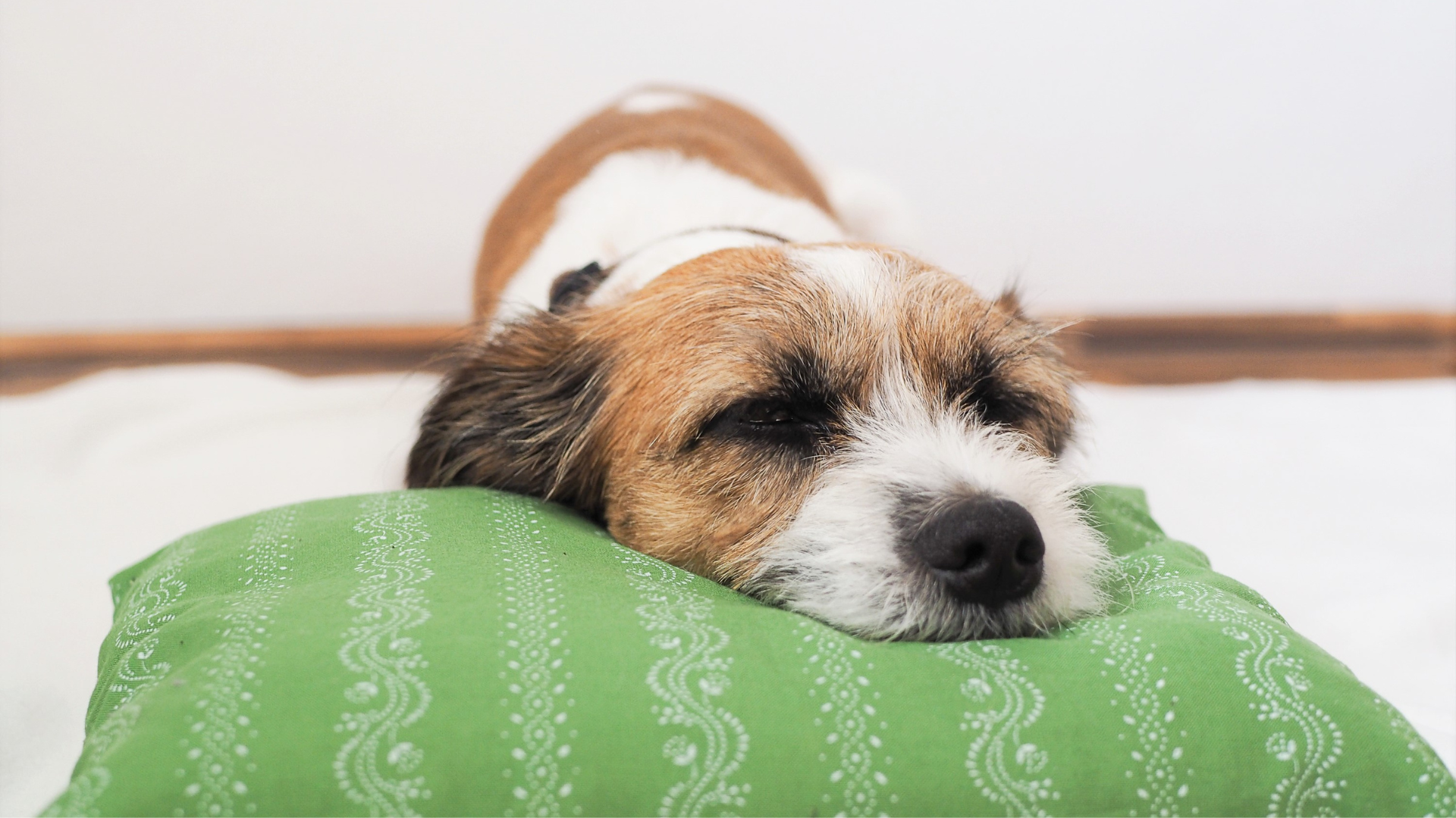 Staupe beim Hund – eine unterschätzte Gefahr für Deinen Vierbeiner