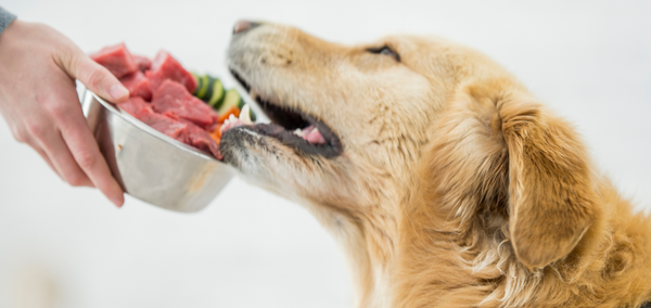 Was ist eine Eliminationsdiät beim Hund – und wann macht sie Sinn?