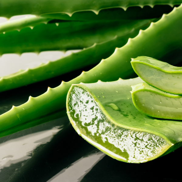 Aloe Vera fürs Pferd – Natürliche Unterstützung für Gesundheit, Haut und Verdauung