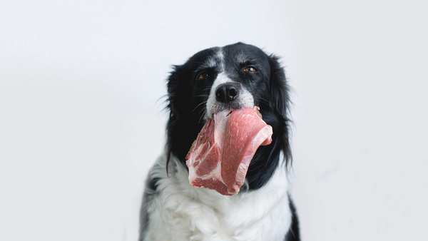 Hund mit rohem Fleisch
