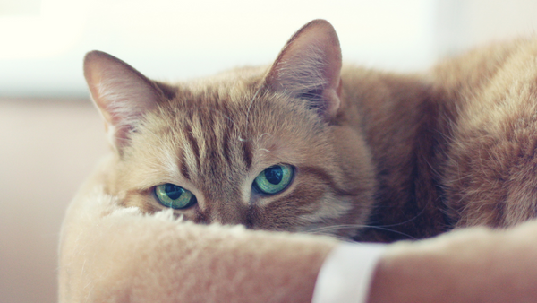 Katzen beruhigen: Tipps & Tricks