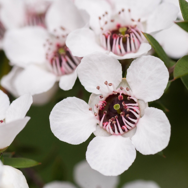 Manuka für Dein Pferd: Die Heilkraft des Manuka Honigs für Dein Pferd entdecken