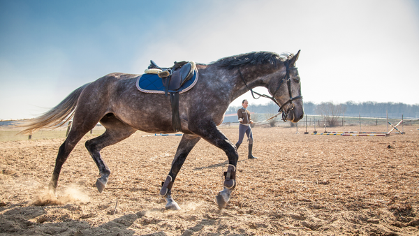 Muskelaufbau Pferd – Futterauswahl und gezieltes Training