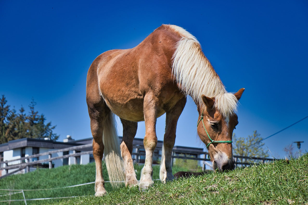 Cushing beim Pferd: Ursachen, Symptome, Diagnose und Tipps für die optimale Pflege