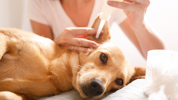 Behandlung einer Ohrenentzündung beim Hund