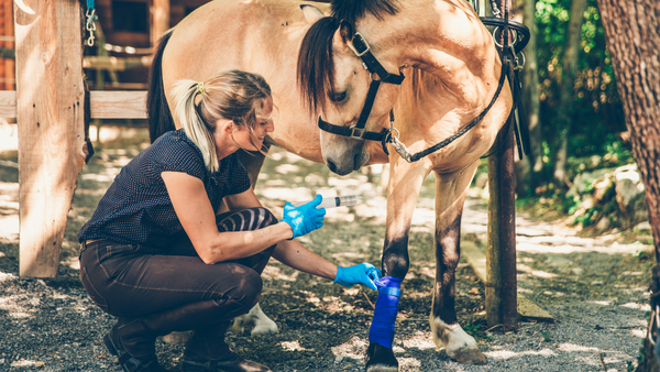 Arthrose Pferd – Ursache, Behandlung und Vorbeugung