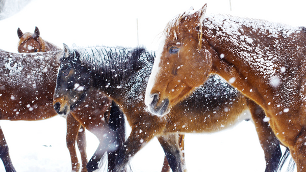 Pferde im Winter