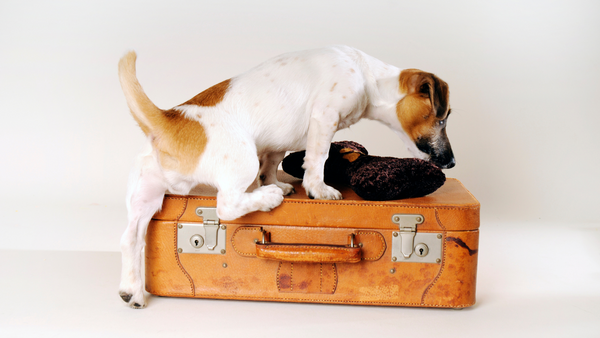Urlaub mit Hund: Das solltest Du mitnehmen