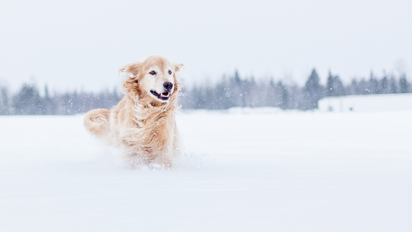 Winter mit Hund: Darauf musst Du achten