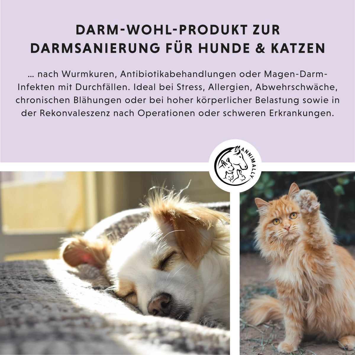 Colon Vital Pulver von Annimally für eine gesunde Darmflora – Futtertopping für Hunde