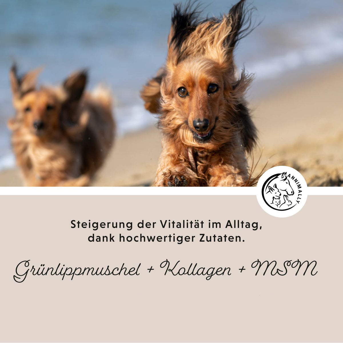 Gelenkpulver – Hunde beim Spielen am Strand mit Infotext zu Grünlippmuschel, Kollagen und MSM