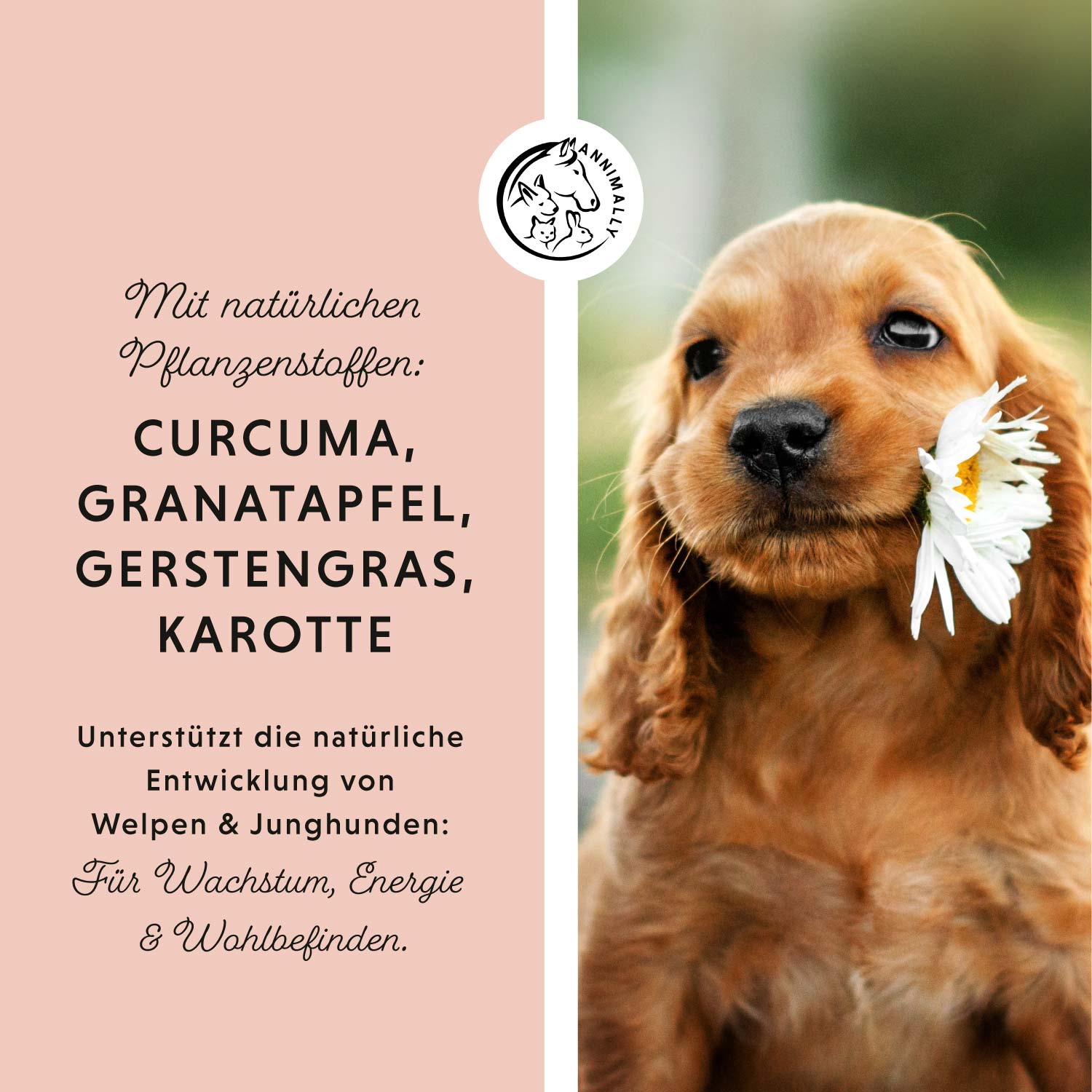 Dog‘s Daily Junior