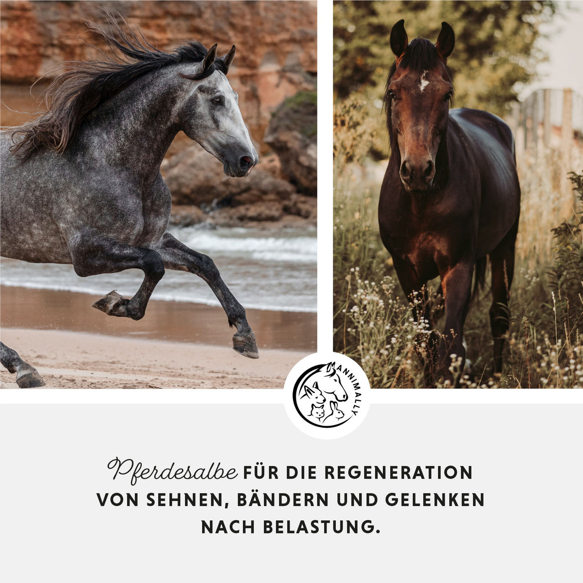 Pferdesalbe für Muskeln, Sehnen & Gelenke – Tierpflege für Pferde